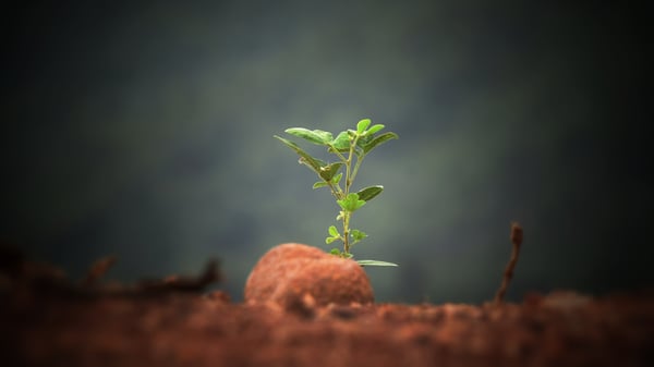 Sapling too young to absorb carbon emissions